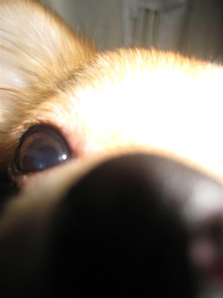 Chihuahua Chiquita <3 - Liiiidt for tæt på :p billede 9