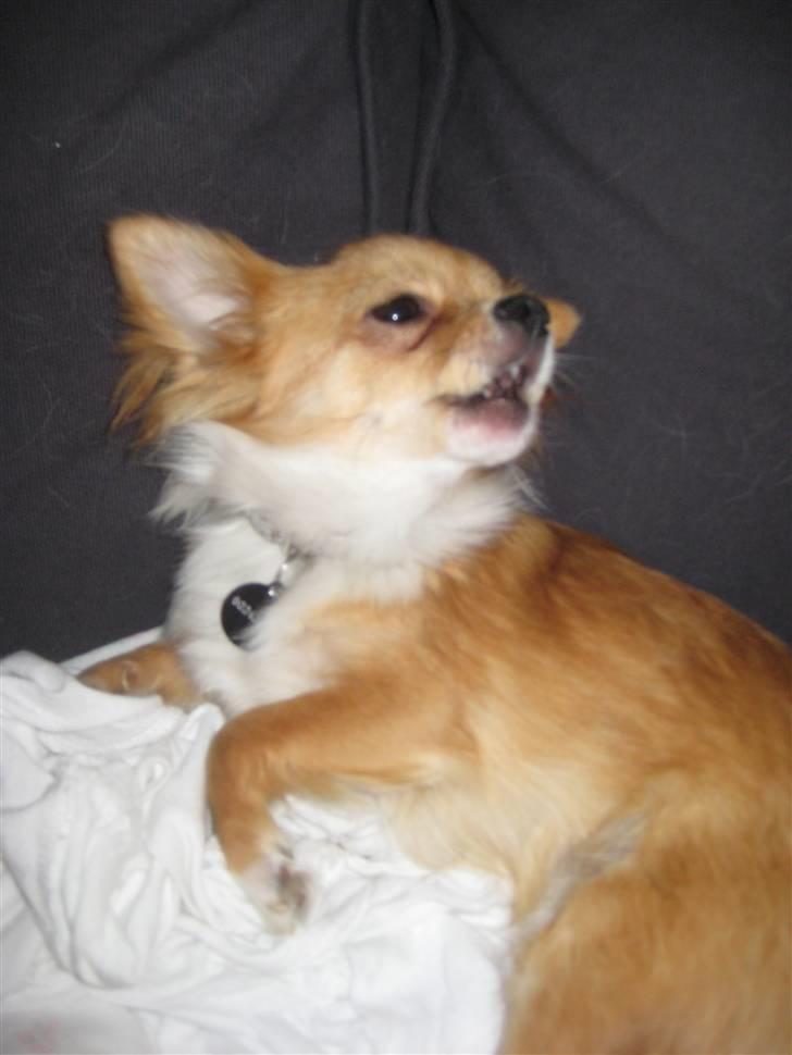 Chihuahua Chiquita <3 - Hyler med flokken (Mickey, Malik, Chanel, Mor og Madeleine :p) billede 10