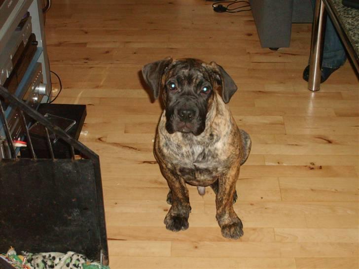 Boerboel Anasha Zanto - sidde pænt billede 9