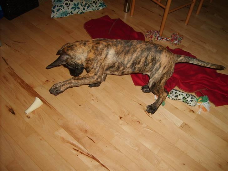 Boerboel Anasha Zanto - Lege. billede 10