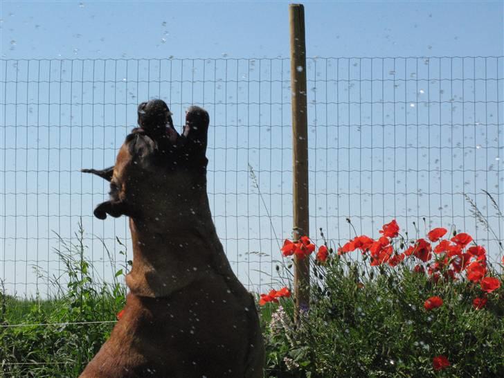 Bullmastiff Olga billede 10