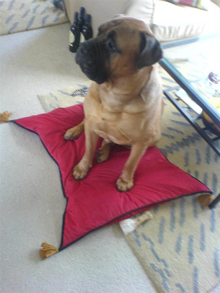 Bullmastiff Herman <3 - Herman (L´  billede 1