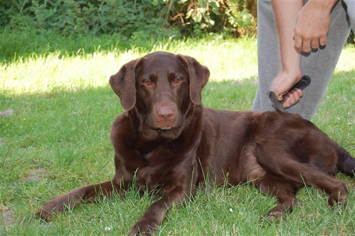 Blanding af racer Balto - Er jeg ikke smuk??? billede 1