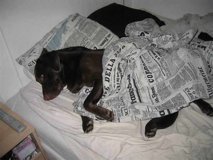 Blanding af racer Balto - Putte i sengen er det bedste.... billede 2