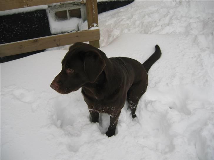 Blanding af racer Balto - Sne er stadig fantastisk. billede 3