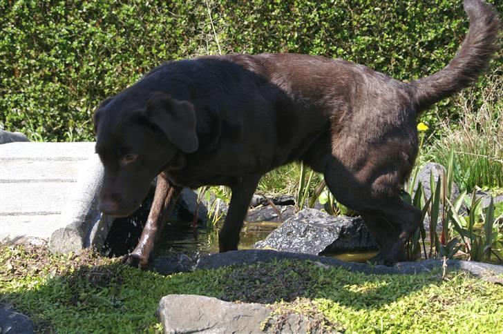 Blanding af racer Balto - I mine svigerforældres have har de et vandløb, det er ret fantastisk. Man er jo en vandhund. billede 4