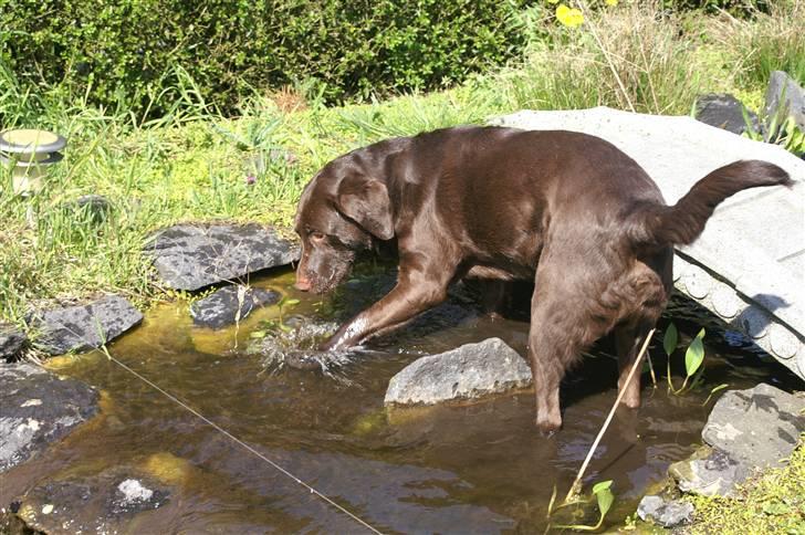 Blanding af racer Balto billede 6