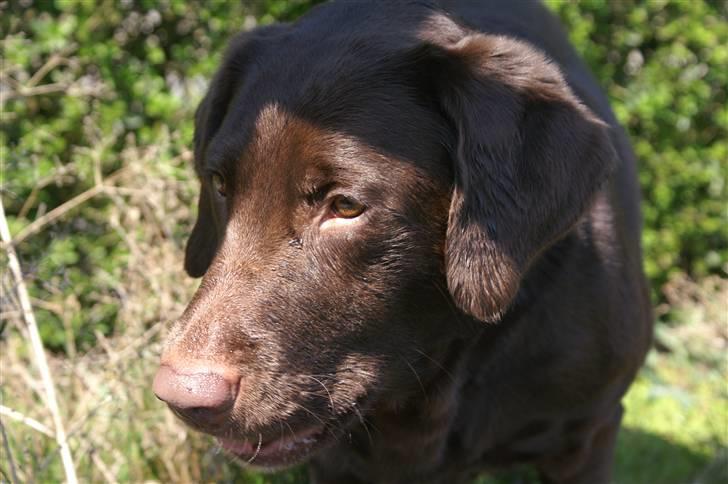 Blanding af racer Balto billede 7