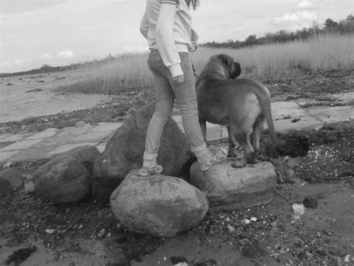 Bullmastiff Herman <3 - Herman (L´  billede 2