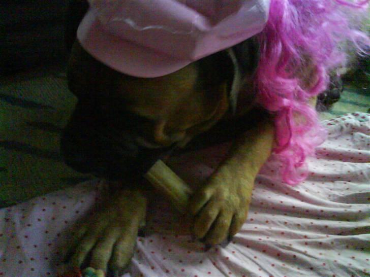 Bullmastiff Herman <3 - Herman (L´  billede 3