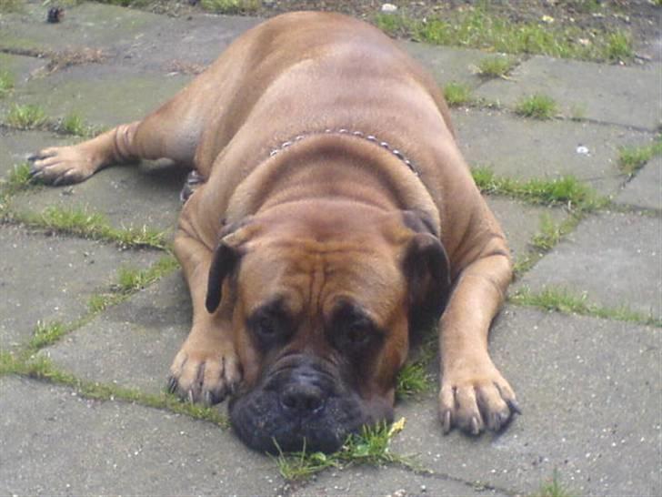 Bullmastiff Herman <3 - Herman (L´  billede 4