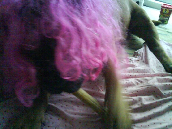 Bullmastiff Herman <3 - Herman (L´  billede 5