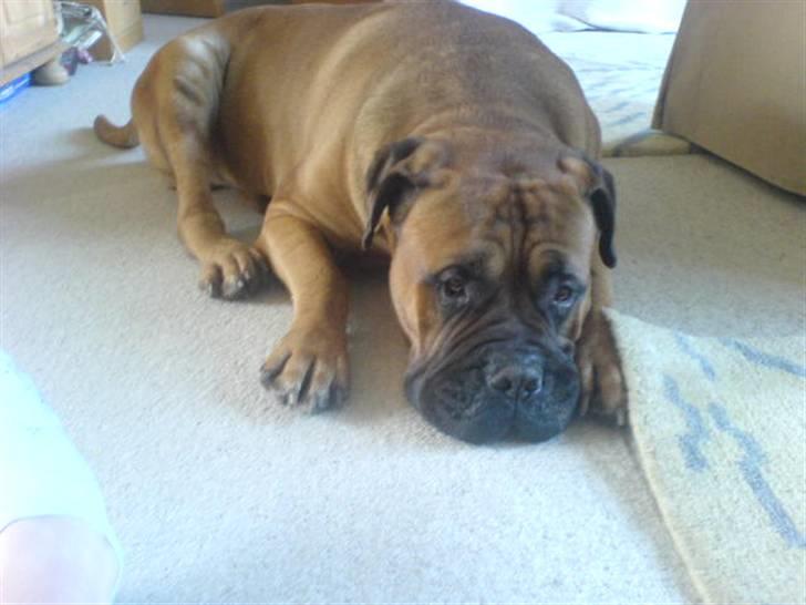Bullmastiff Herman <3 - Herman (L´  billede 6