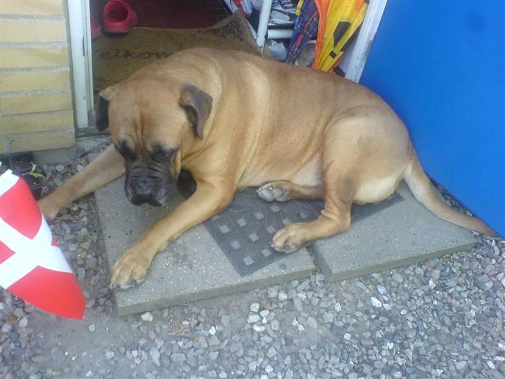 Bullmastiff Herman <3 - Herman (L´  billede 7