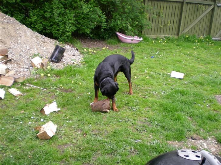 Rottweiler Bamse billede 14
