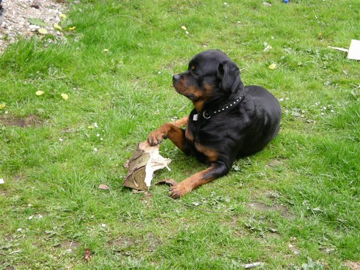 Rottweiler Bamse billede 15