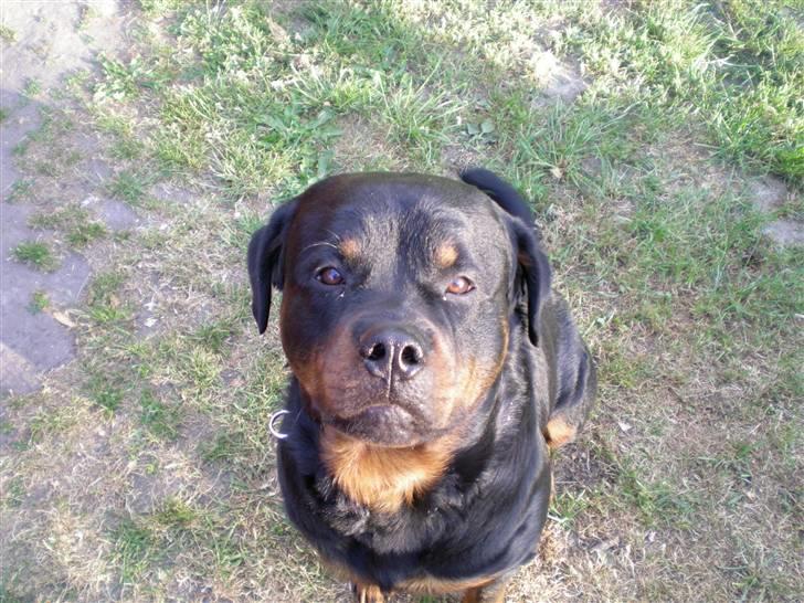 Rottweiler Bamse billede 16