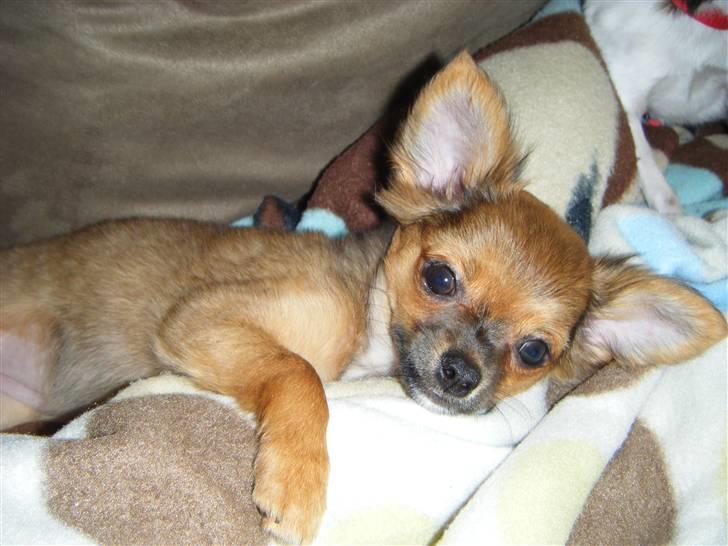 Chihuahua Chanti -fået nyt hjem- billede 1