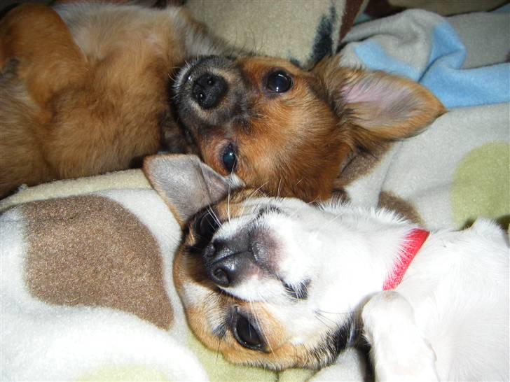 Chihuahua Chanti -fået nyt hjem- billede 2