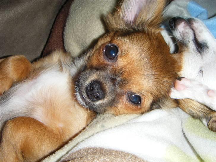 Chihuahua Chanti -fået nyt hjem- - er jeg ikke nuttet billede 3