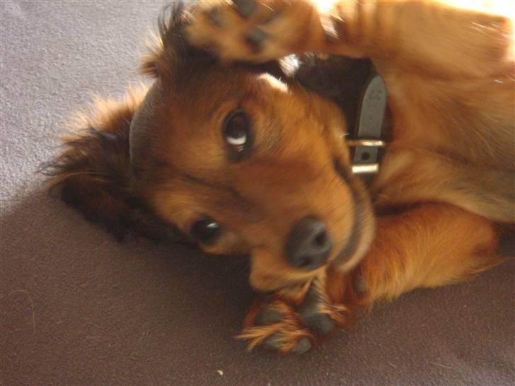 Dværggravhund Bellla billede 12