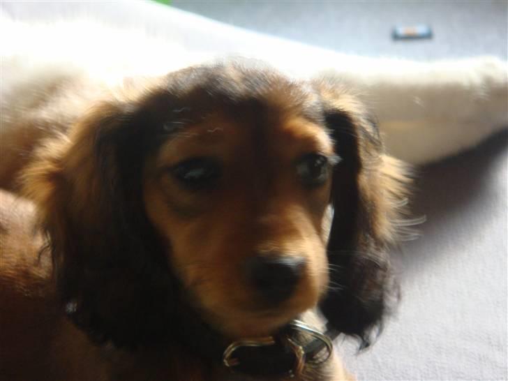 Dværggravhund Bellla billede 13