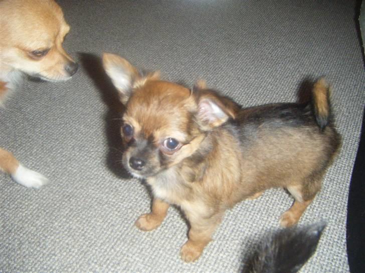 Chihuahua Chanti -fået nyt hjem- billede 4