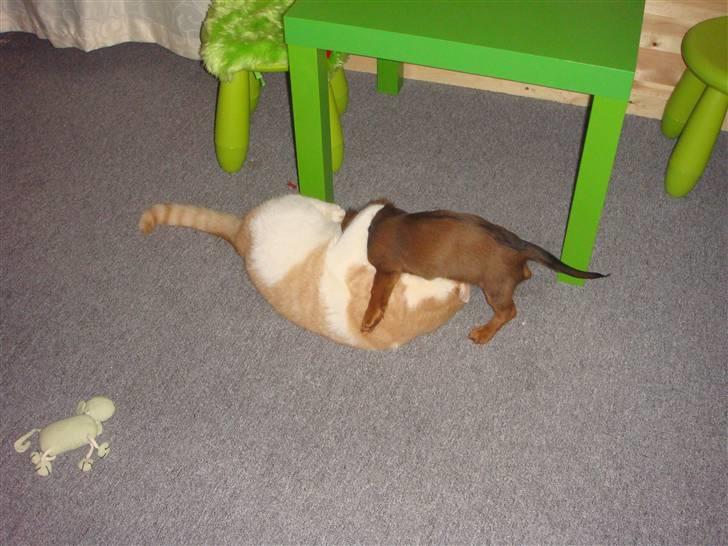 Dværggravhund Bellla billede 14