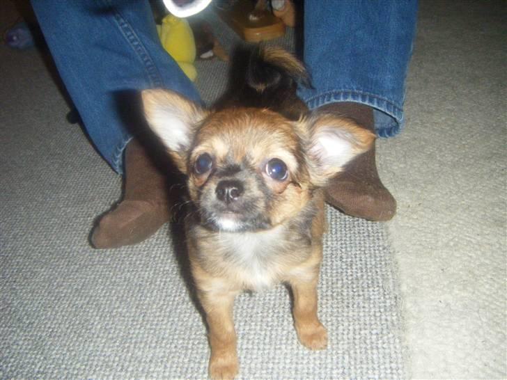 Chihuahua Chanti -fået nyt hjem- billede 5