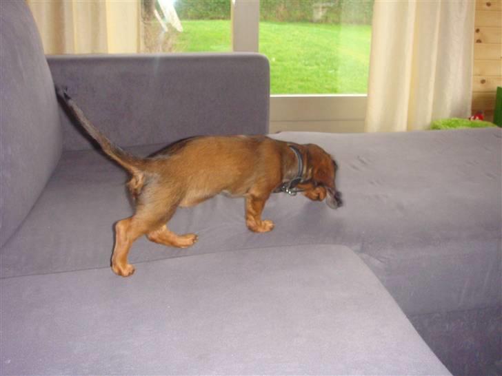 Dværggravhund Bellla billede 15