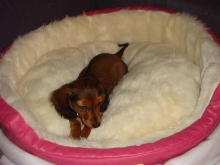 Dværggravhund Bellla billede 16