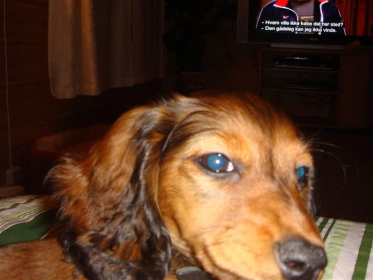 Dværggravhund Bellla billede 17