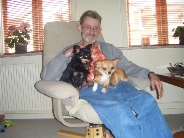 Chihuahua Chanti -fået nyt hjem- - hendes mor og far billede 6