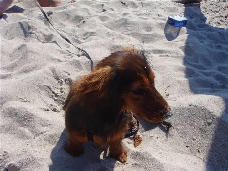 Dværggravhund Bellla billede 18