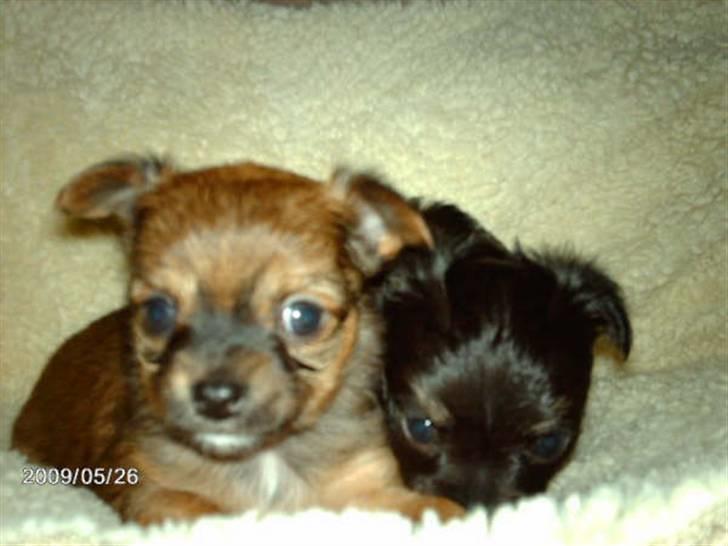 Chihuahua Chanti -fået nyt hjem- billede 7