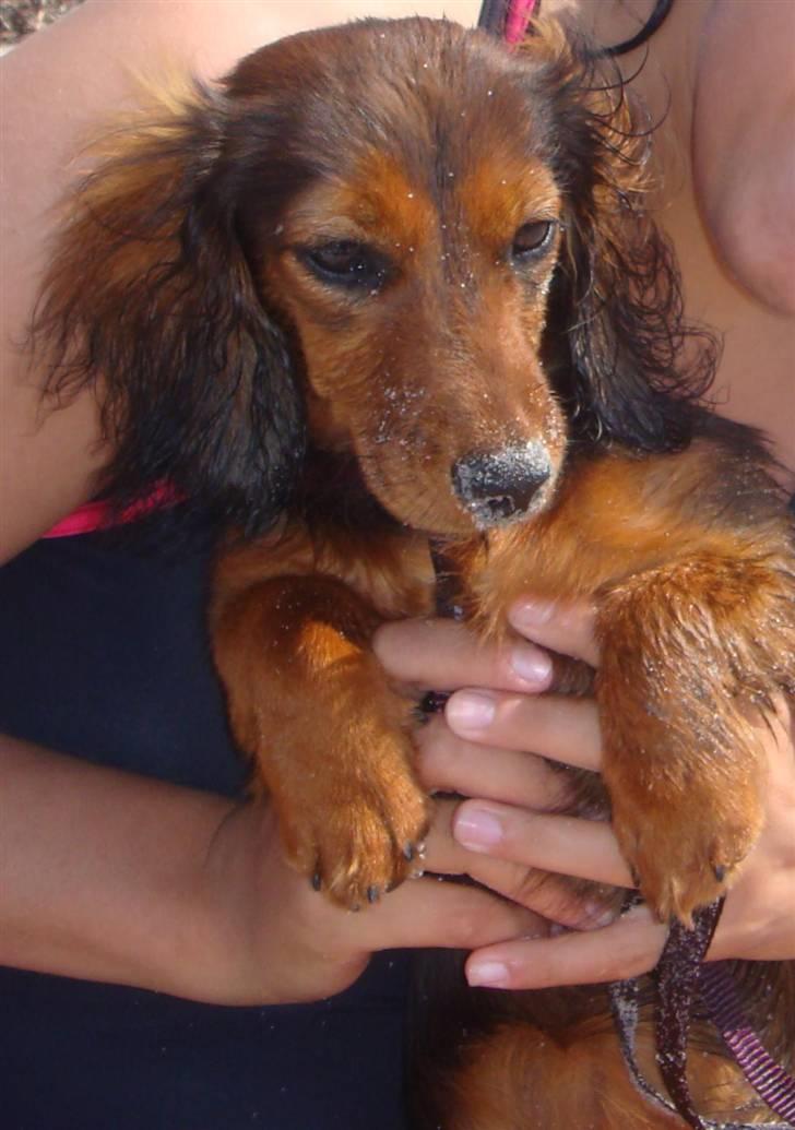 Dværggravhund Bellla billede 19