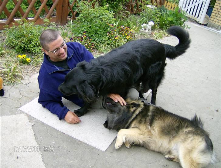 Hovawart Anton   - Ja vi leger lige alle tre billede 10