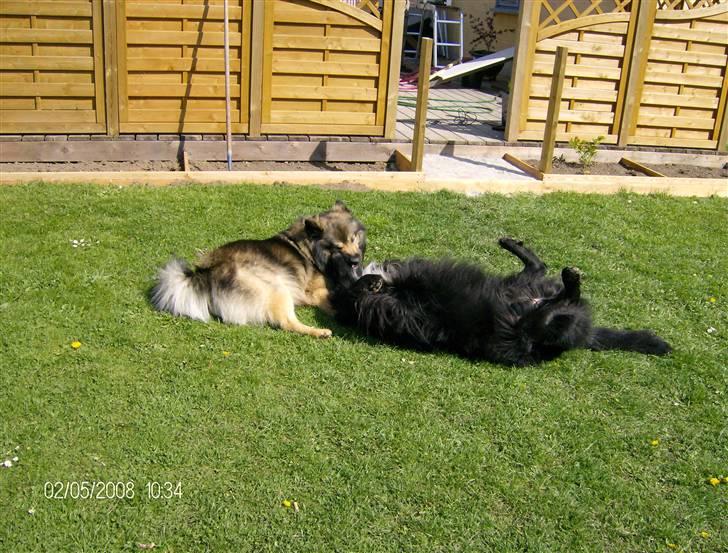 Hovawart Anton   - Mig og min bedste vend Nikki billede 11