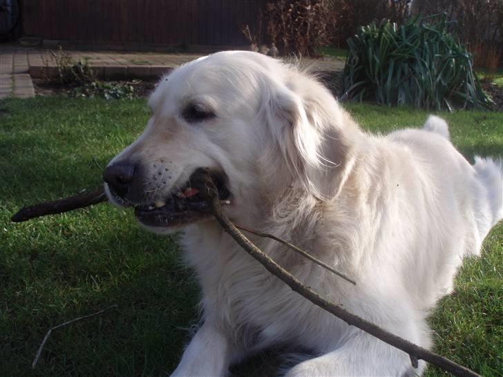 Golden retriever Shaggie - elsker at stjæle grene.  billede 14