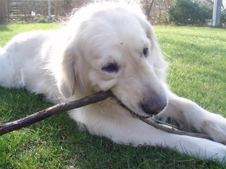 Golden retriever Shaggie billede 15