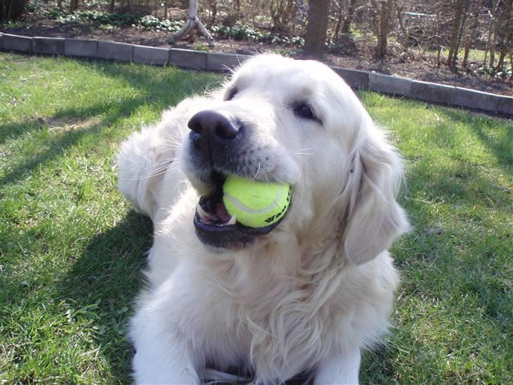 Golden retriever Shaggie - Det her billede har været på forsiden af Frederikssund Avisen for at repræsentere en kæledyrskonkurrence. (:  billede 16