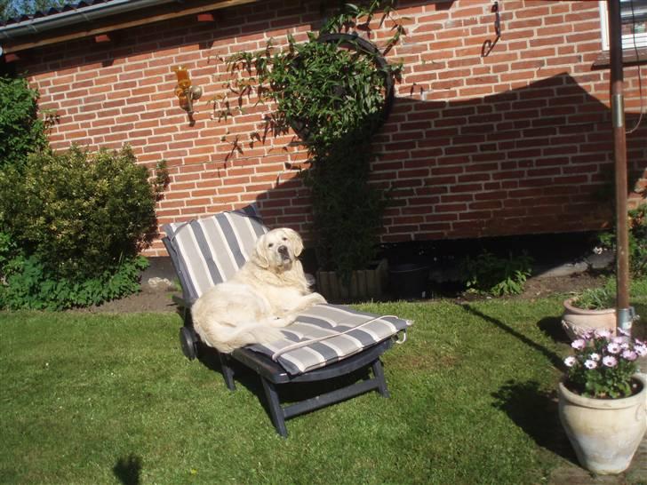 Golden retriever Shaggie billede 18