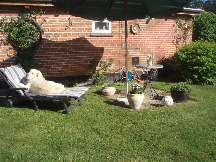 Golden retriever Shaggie - Kigger i på mig? billede 19