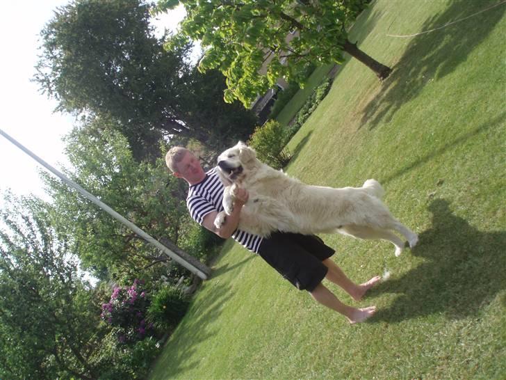 Golden retriever Shaggie - store bamsebjørn <3 billede 20