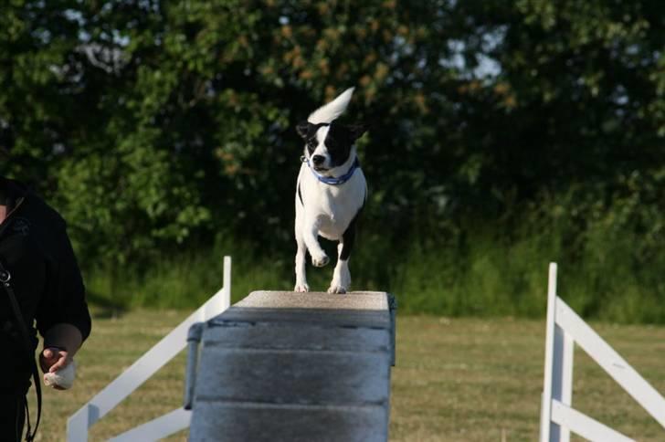 Blanding af racer Theis - Theis på balance forhindringen :) billede 9