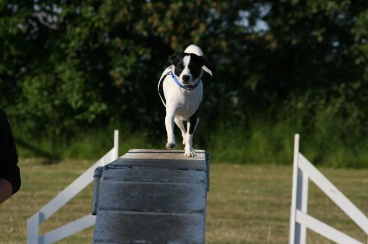 Blanding af racer Theis - Theis til agility, han er bare SÅ dygtig :D billede 10