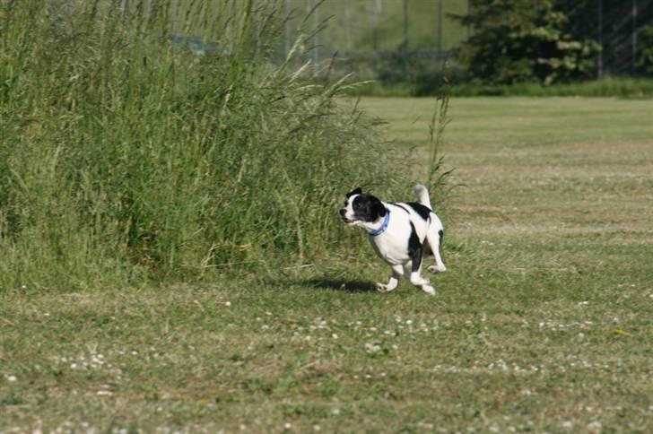 Blanding af racer Theis - Vi træner lydighed. Jeg har gemt mig, og Theis skal så finde mig. Han har godt nok fart på :) billede 11