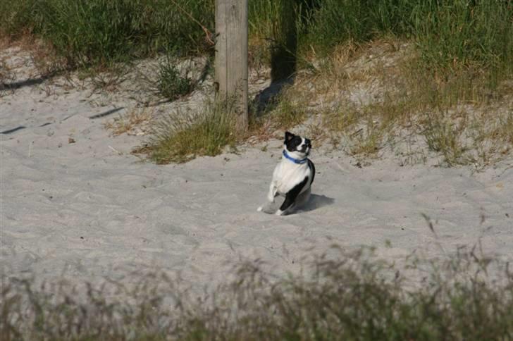 Blanding af racer Theis - Theis får som sædvanlig kuller i sandet ;D billede 12