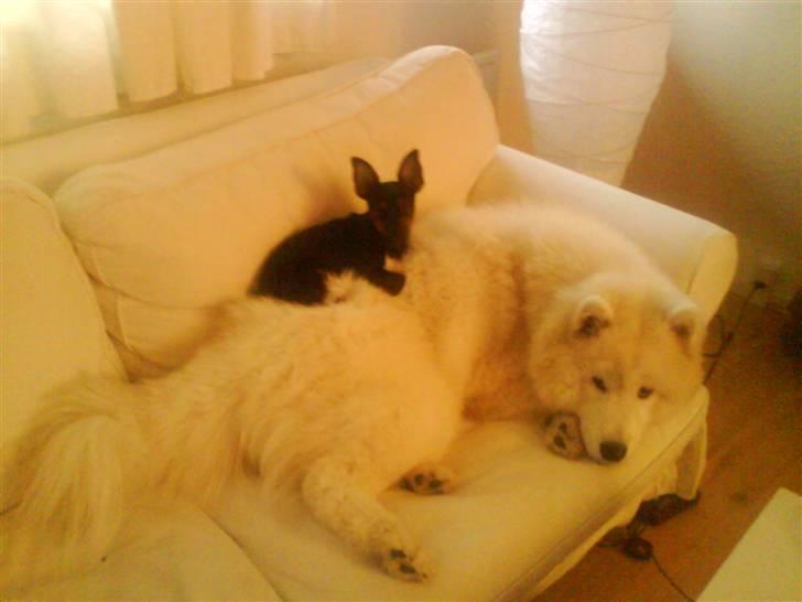 Prazsky krysarik Lille My billede 14