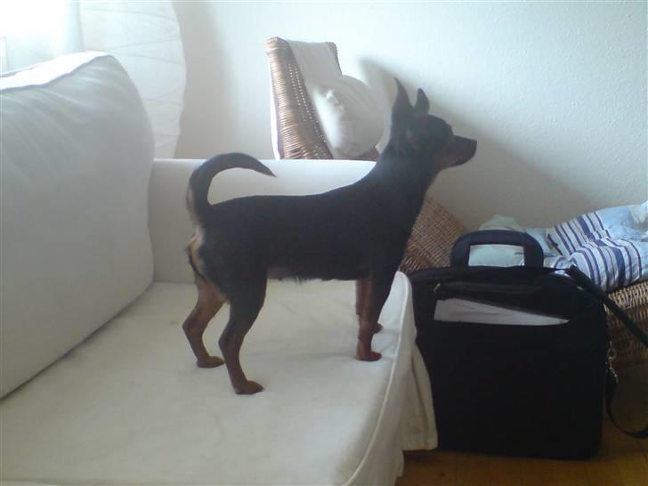 Prazsky krysarik Lille My billede 15